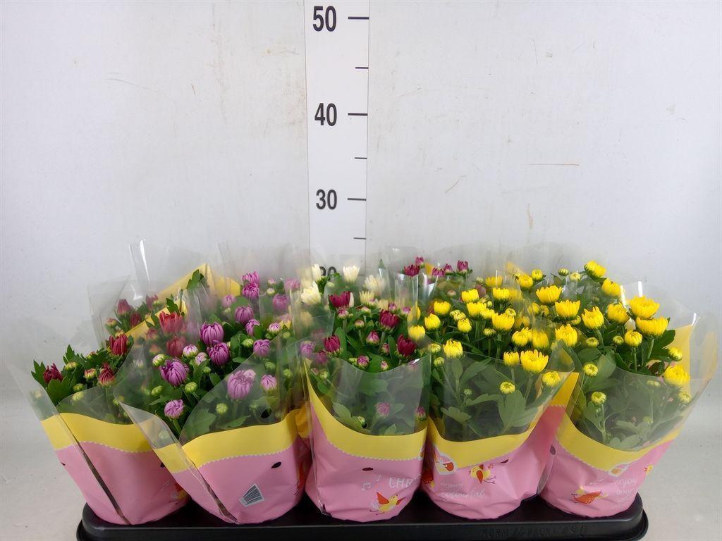 Горшечные цветы и растения оптом Chrysanthemum   ..rosebud Mix от 10шт из Голландии с доставкой по России