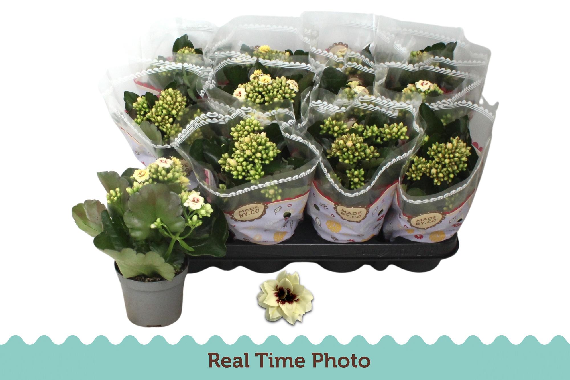 Горшечные цветы и растения оптом Kal Ge Tiger M Cream от 12шт (для телеги) из Голландии с доставкой по России