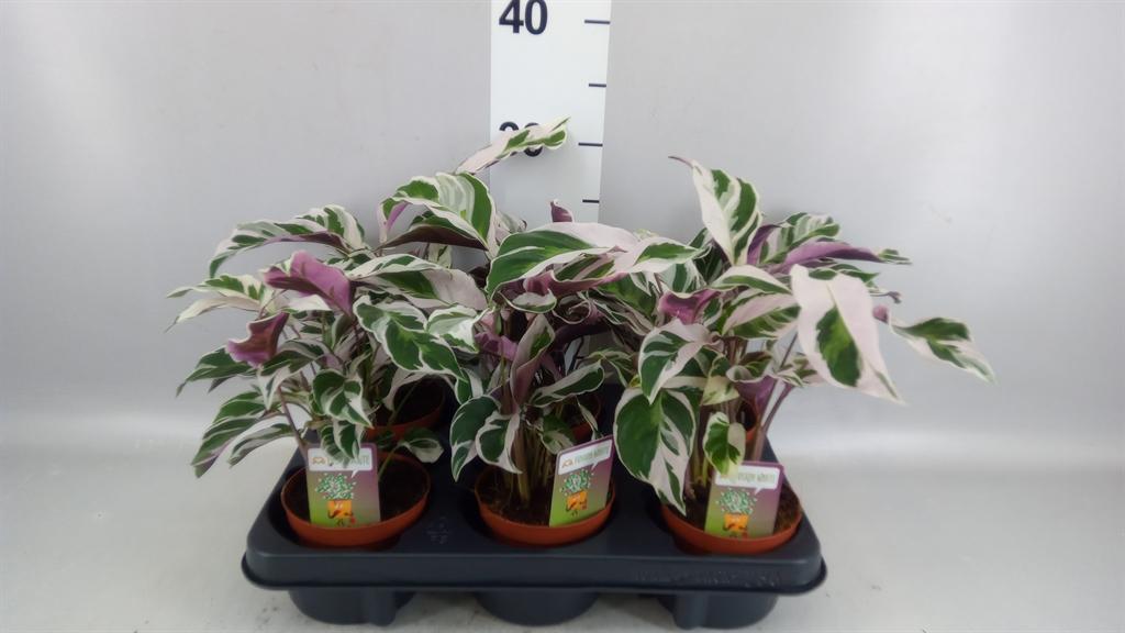 Горшечные цветы и растения оптом Calathea fusion White от 6шт из Голландии с доставкой по России