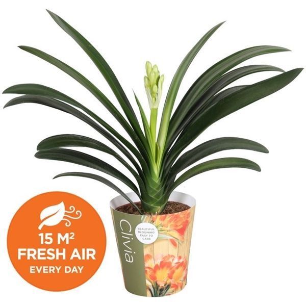 Горшечные цветы и растения оптом Clivia Miniata In Potcover от 8шт из Голландии с доставкой по России