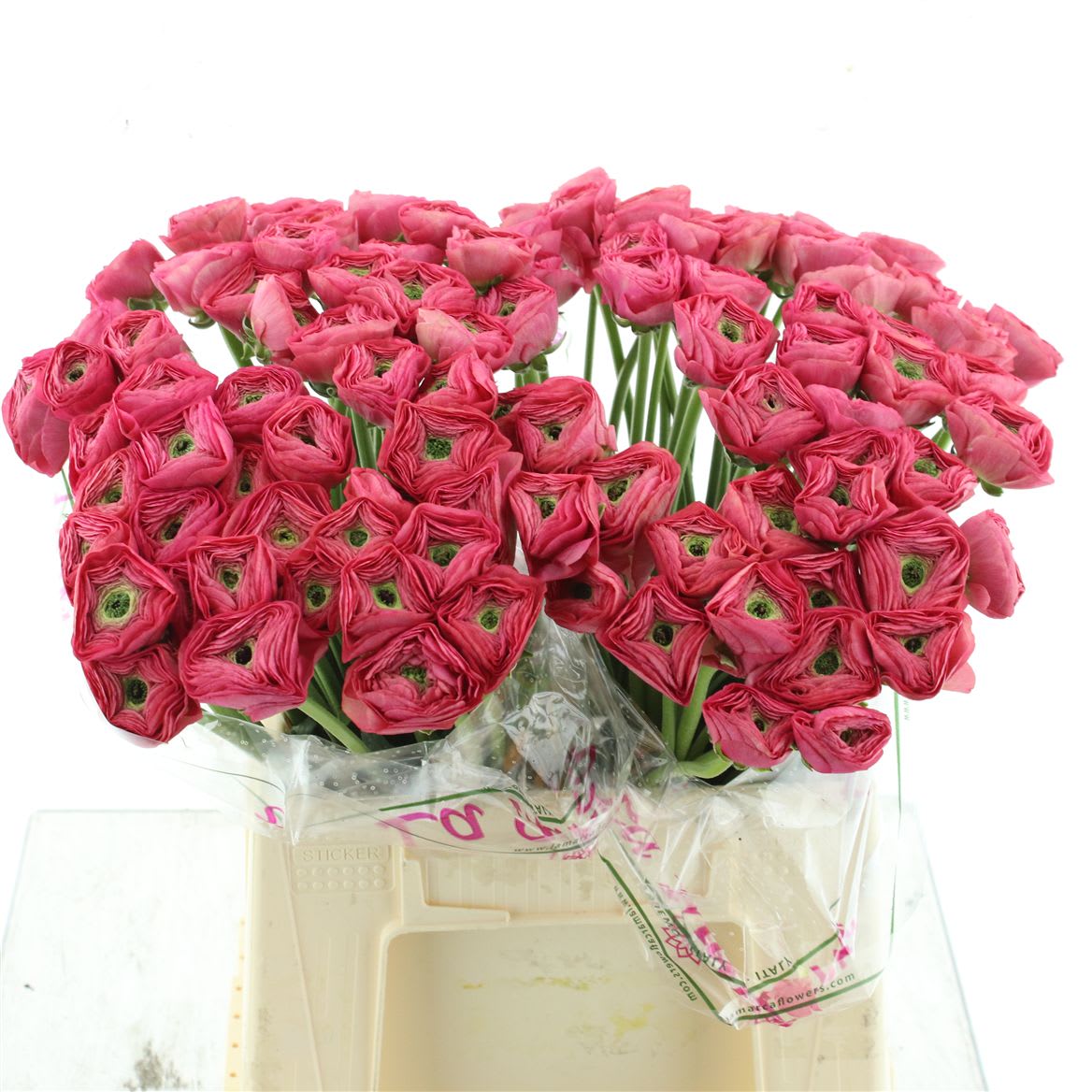 Срезанные цветы оптом Ranunculus succes bolero cerise от 100шт из Голландии с доставкой по России