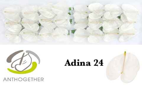 Срезанные цветы оптом Anthurium adina от 24шт из Голландии с доставкой по России