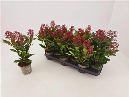 Горшечные цветы и растения оптом Skimmia Jap. Rubella 4 -5 Bloemen+ от 12шт из Голландии с доставкой по России