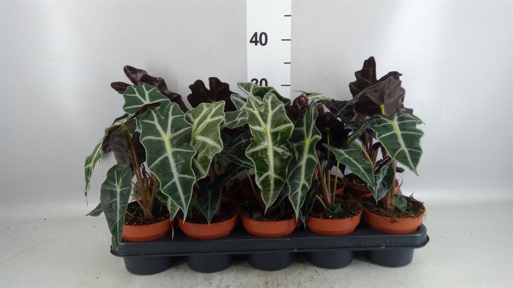 Горшечные цветы и растения оптом Alocasia Polly от 10шт (для телеги) из Голландии с доставкой по России
