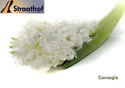 Срезанные цветы оптом Hyacinthus white от 50шт из Голландии с доставкой по России