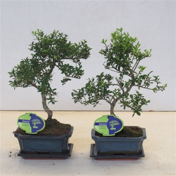 Горшечные цветы и растения оптом Bonsai Ilex Crenata, 15 Cm Shape Small Leaf, With от 8шт из Голландии с доставкой по России