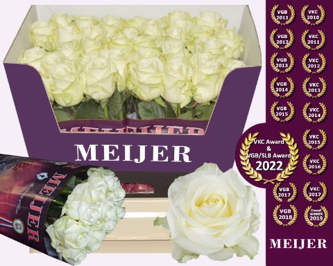 Срезанные цветы оптом Rosa large avalanche+ Meijer от 50шт из Голландии с доставкой по России