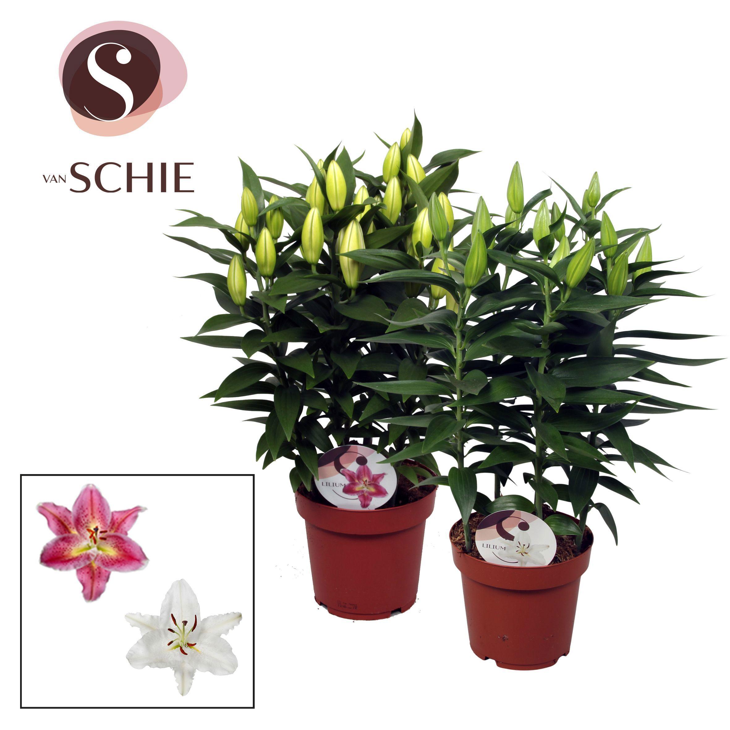 Горшечные цветы и растения оптом Lilium Or Compact Mix 5pp от 5шт из Голландии с доставкой по России