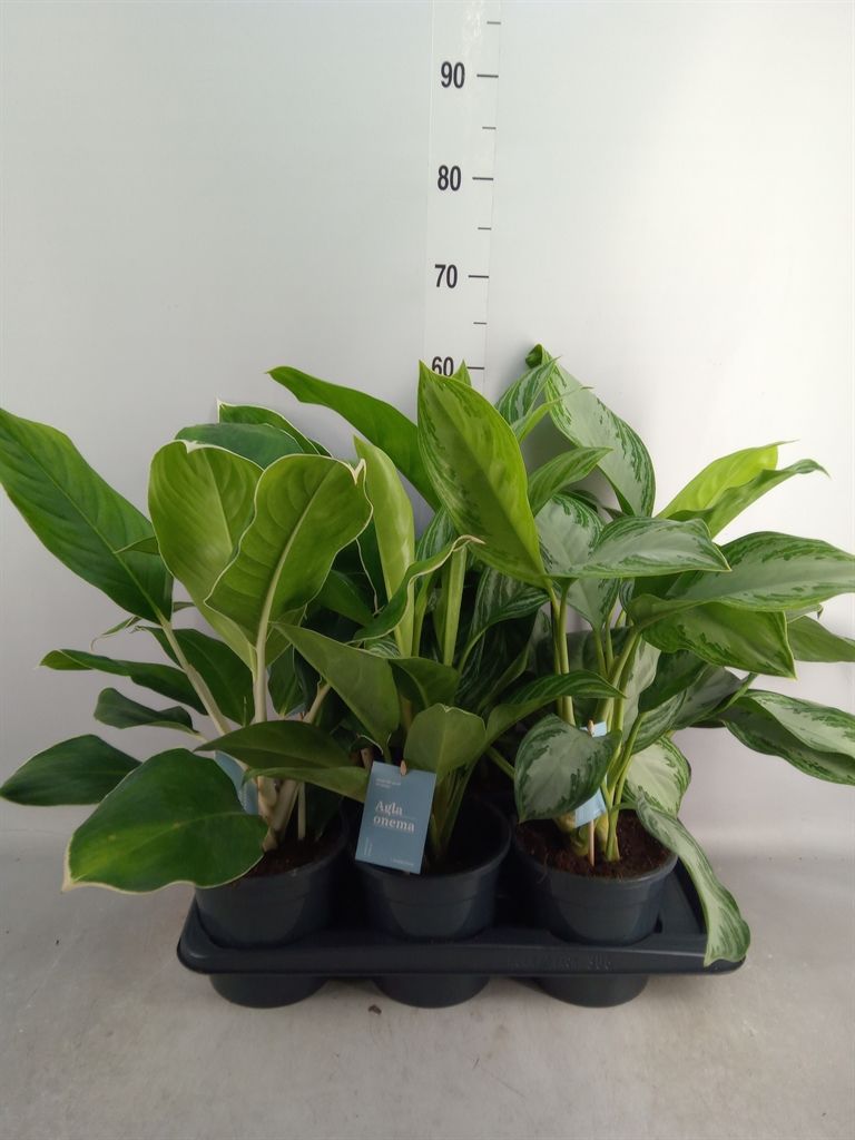 Горшечные цветы и растения оптом Aglaonema   ...mix от 6шт из Голландии с доставкой по России