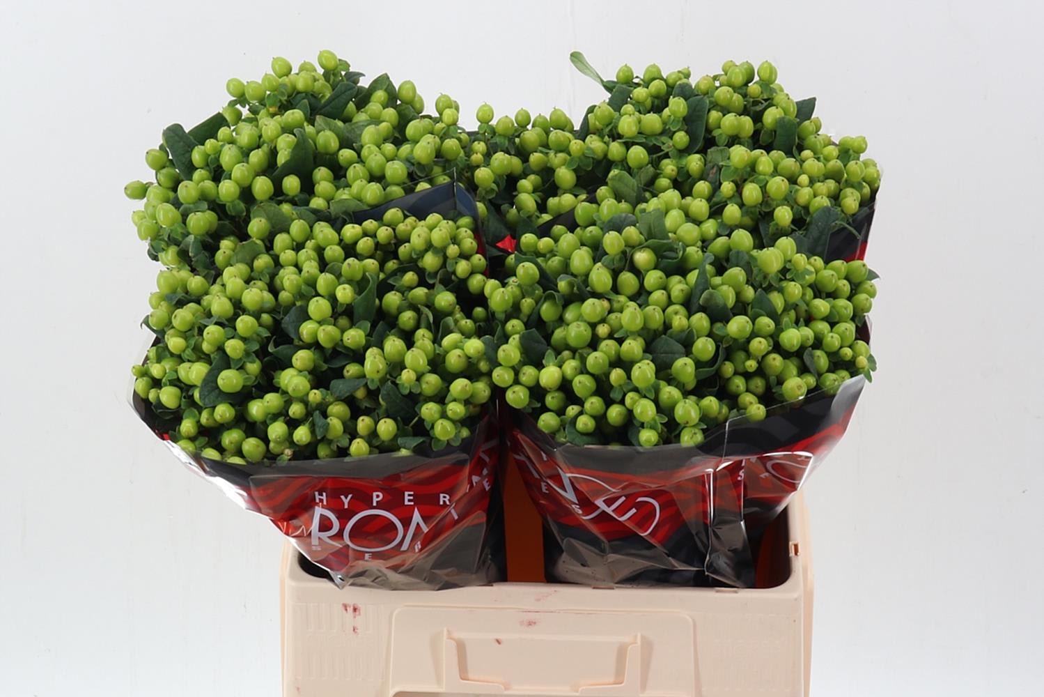 Срезанные цветы оптом Hypericum lucky romance от 100шт из Голландии с доставкой по России