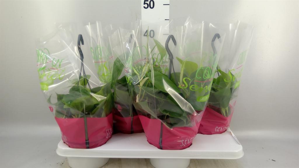 Горшечные цветы и растения оптом Philodendron Scand. от 4шт из Голландии с доставкой по России
