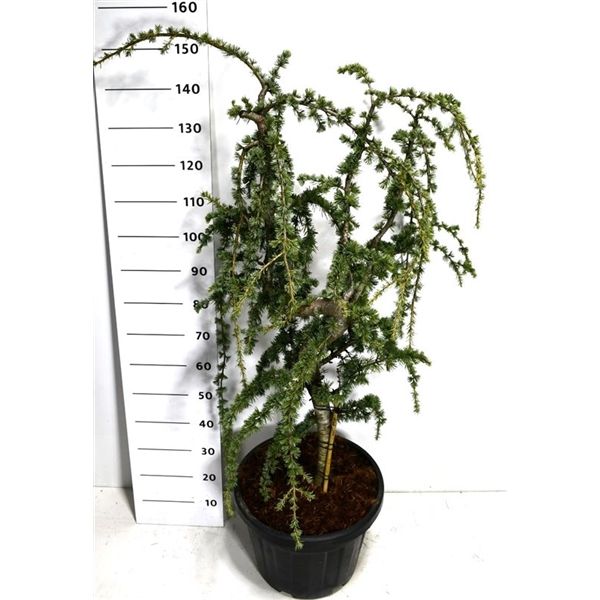 Горшечные цветы и растения оптом Cedrus Lib Glauca Pendula от 1шт из Голландии с доставкой по России