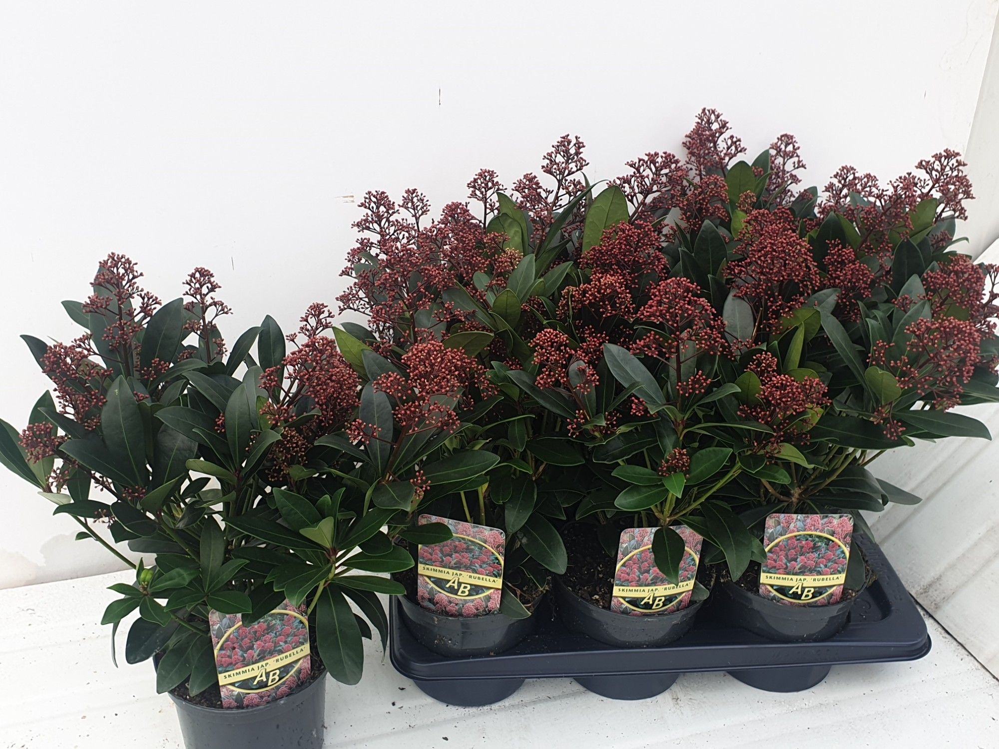 Горшечные цветы и растения оптом Skim J Rubella от 6шт из Голландии с доставкой по России