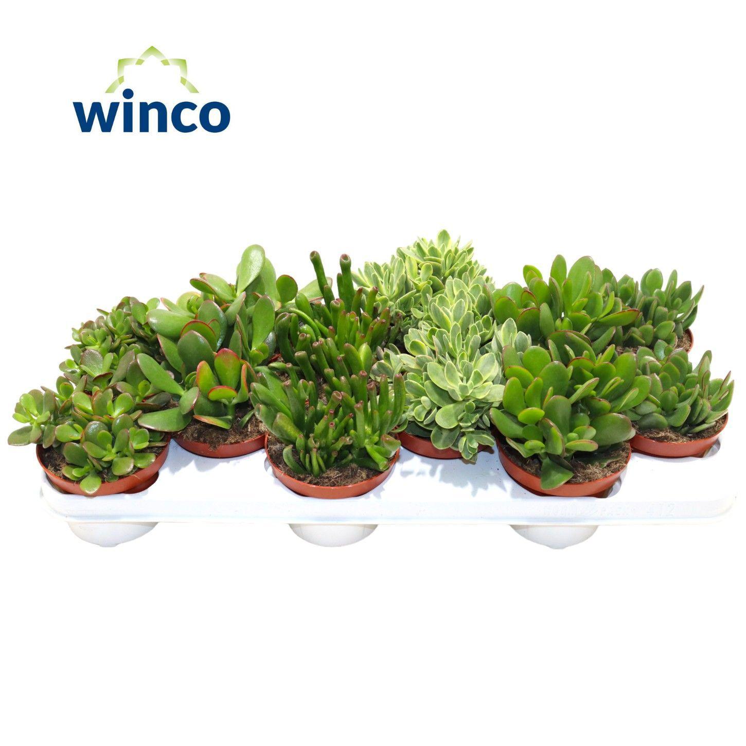 Горшечные цветы и растения оптом Crass Gem от 12шт из Голландии с доставкой по России