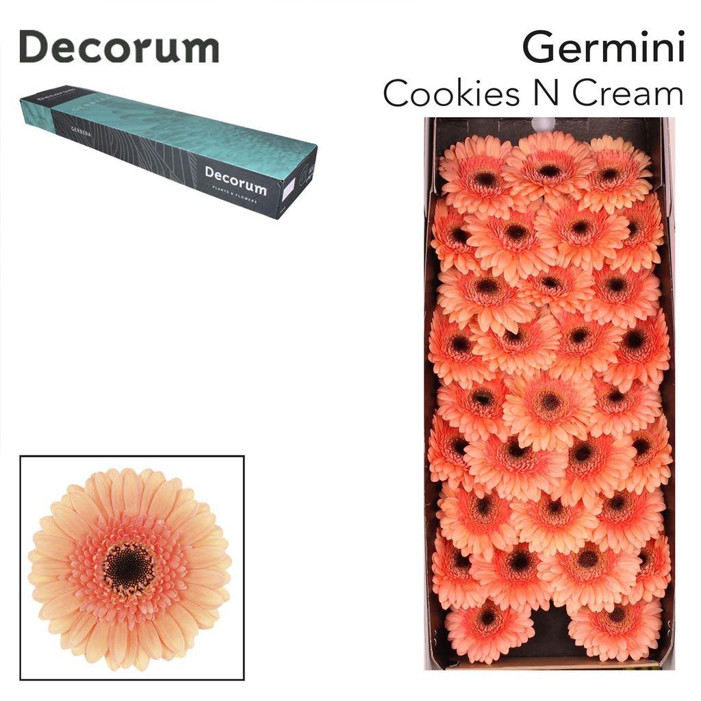 Срезанные цветы оптом Germini cookies n cream от 60шт из Голландии с доставкой по России