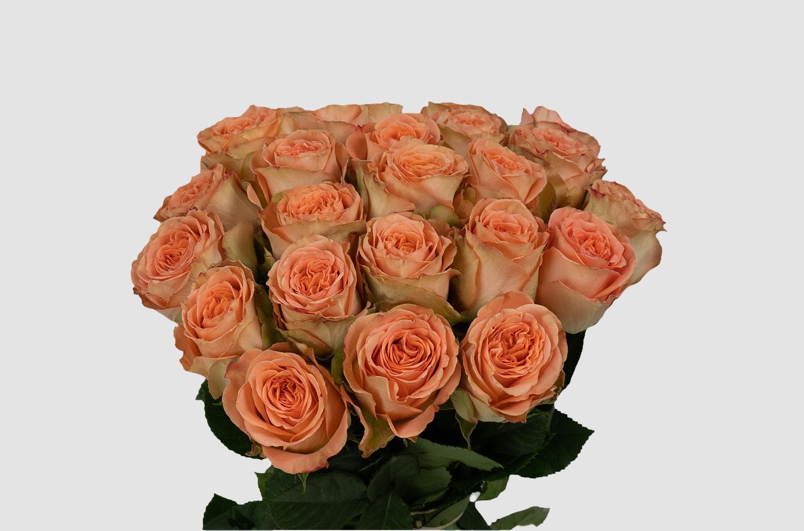 Срезанные цветы оптом Rosa ec country home от 125шт из Голландии с доставкой по России