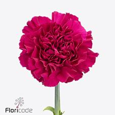 Срезанные цветы оптом Dianthus st neptune от 80шт из Голландии с доставкой по России