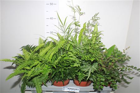 Горшечные цветы и растения оптом Varens Gem от 8шт из Голландии с доставкой по России