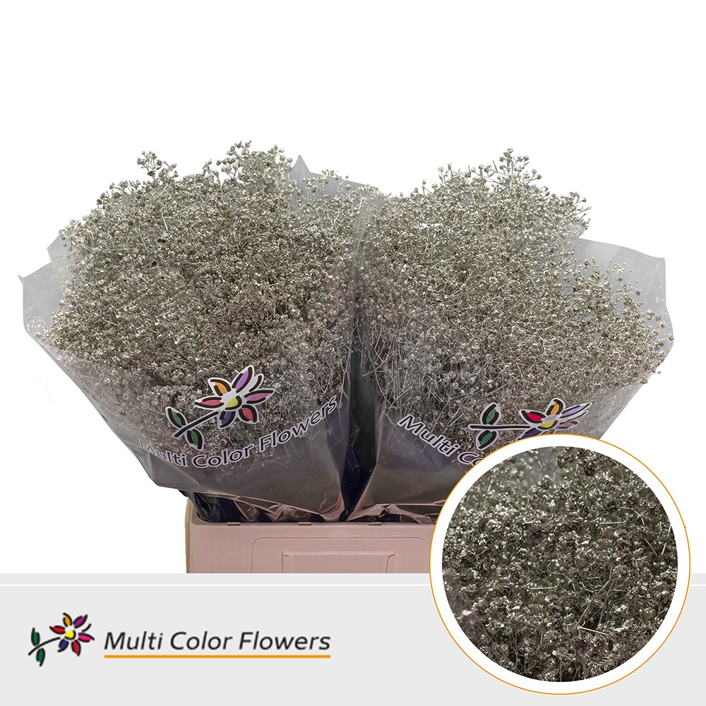 Срезанные цветы оптом Gyps large paint platinum от 100шт из Голландии с доставкой по России