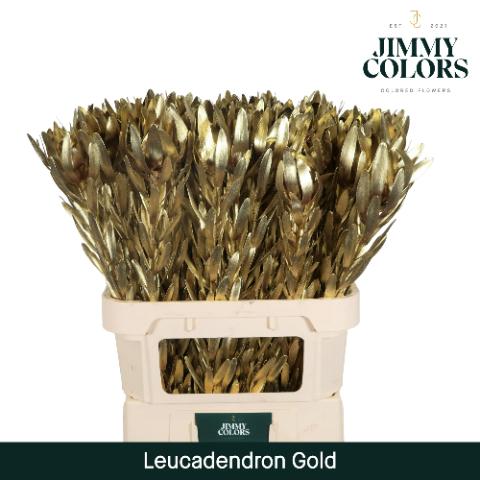 Срезанные цветы оптом Leucadendron paint metallic gold от 80шт из Голландии с доставкой по России