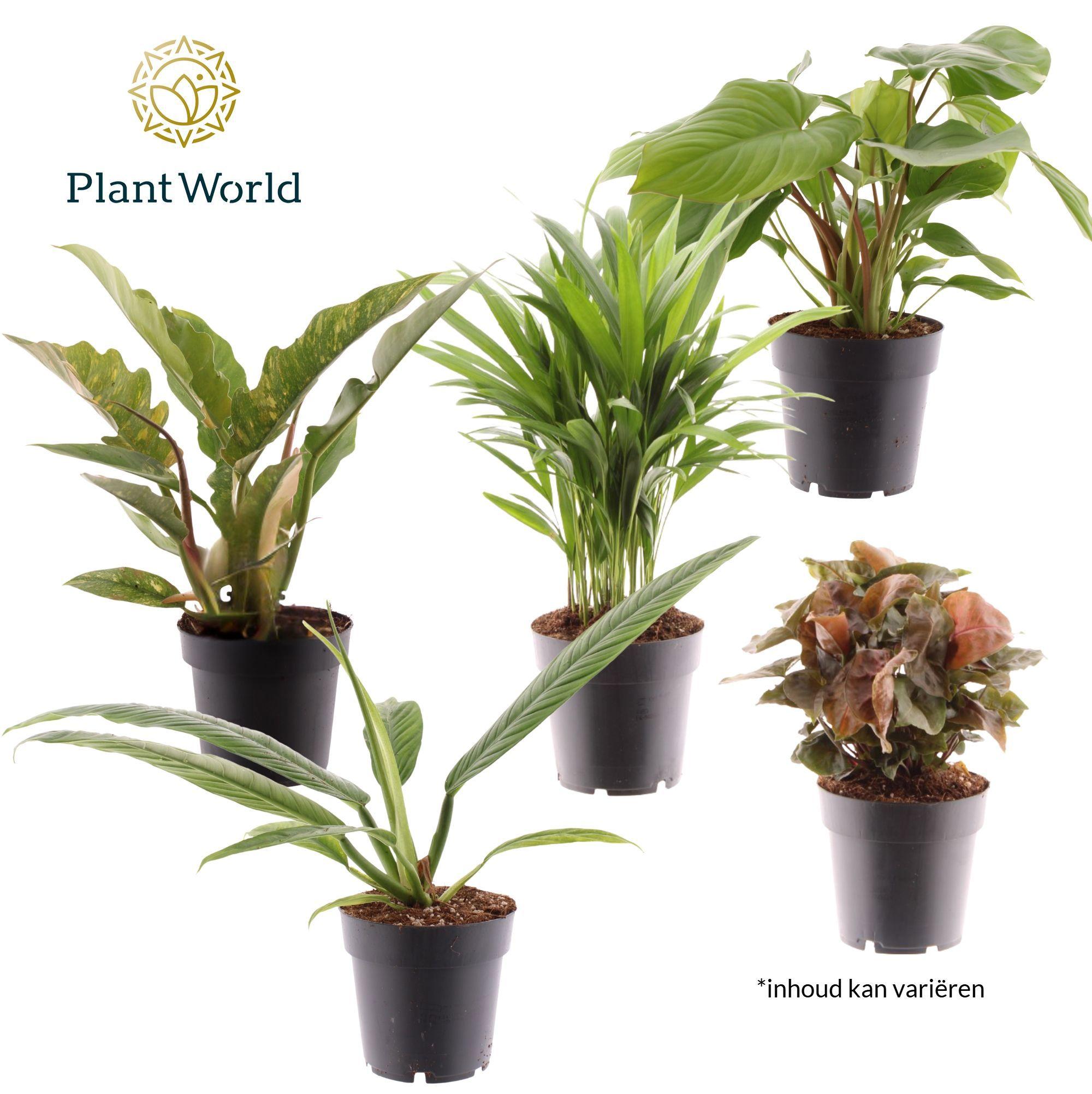 Горшечные цветы и растения оптом Plantmix Cuba (diverse Soorten) от 7шт из Голландии с доставкой по России