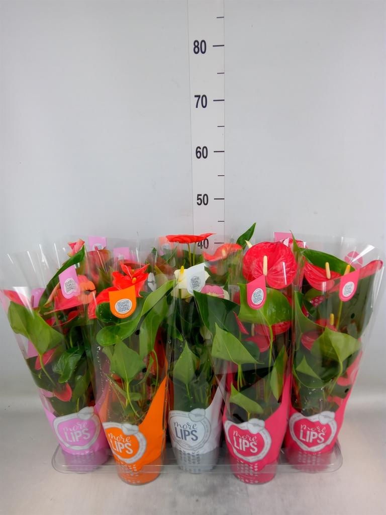 Горшечные цветы и растения оптом Anthurium   ...mix от 10шт из Голландии с доставкой по России