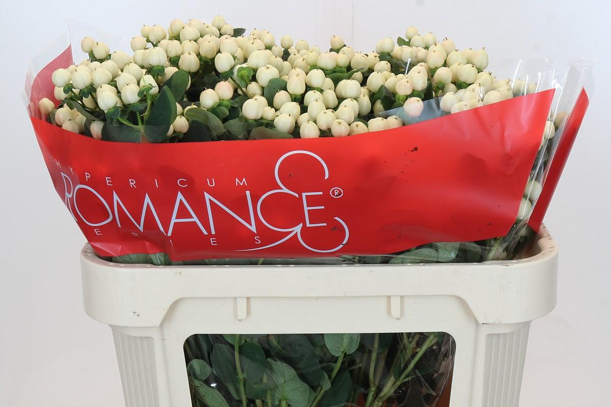 Срезанные цветы оптом Hypericum cool romance spray от 50шт из Голландии с доставкой по России