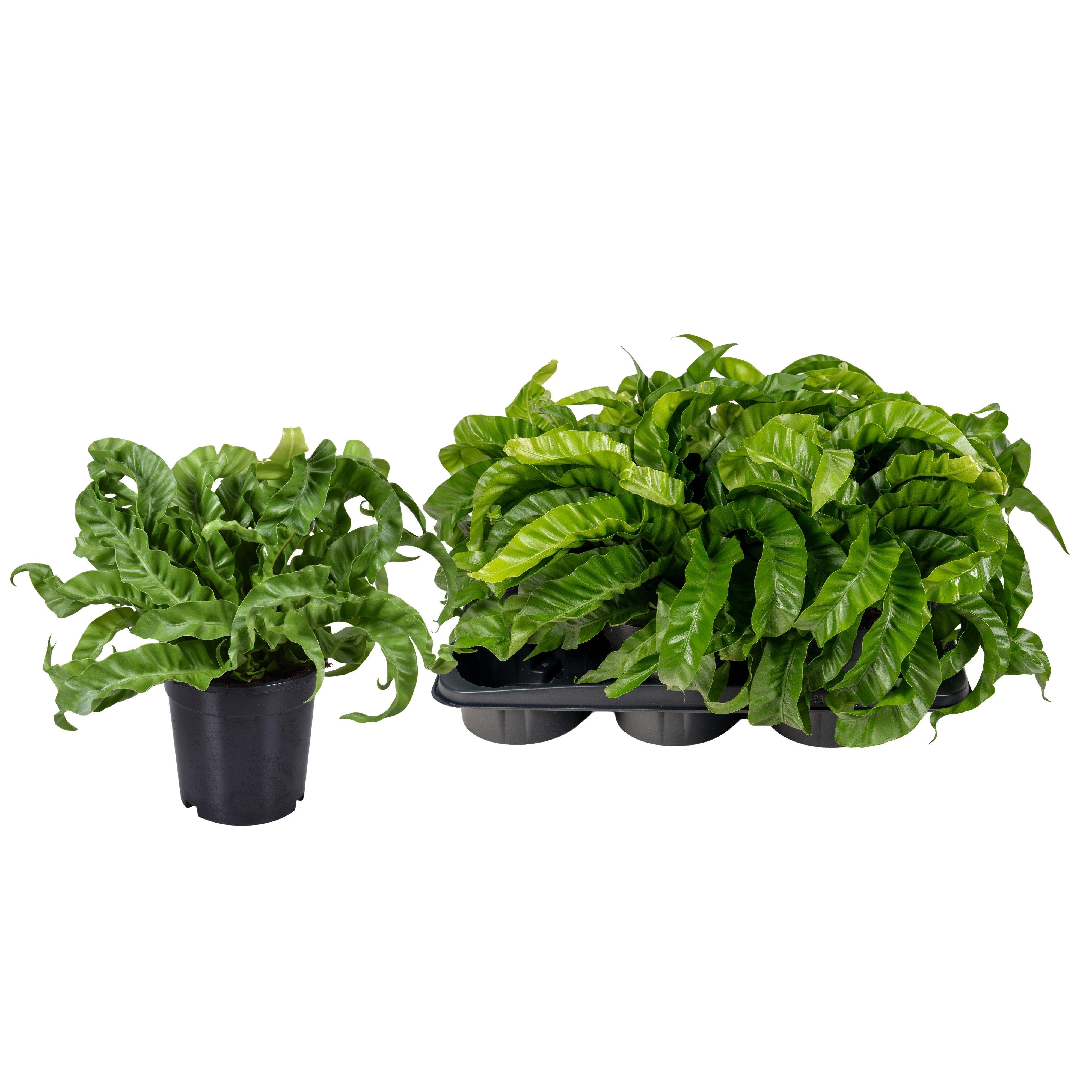 Горшечные цветы и растения оптом Asple Ant Hurricane от 6шт из Голландии с доставкой по России