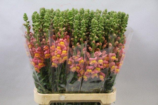 Срезанные цветы оптом Antirrhinum orange от 100шт из Голландии с доставкой по России