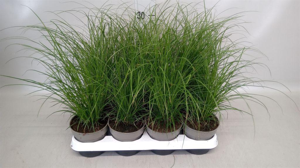 Горшечные цветы и растения оптом Carex Brunnea от 8шт из Голландии с доставкой по России