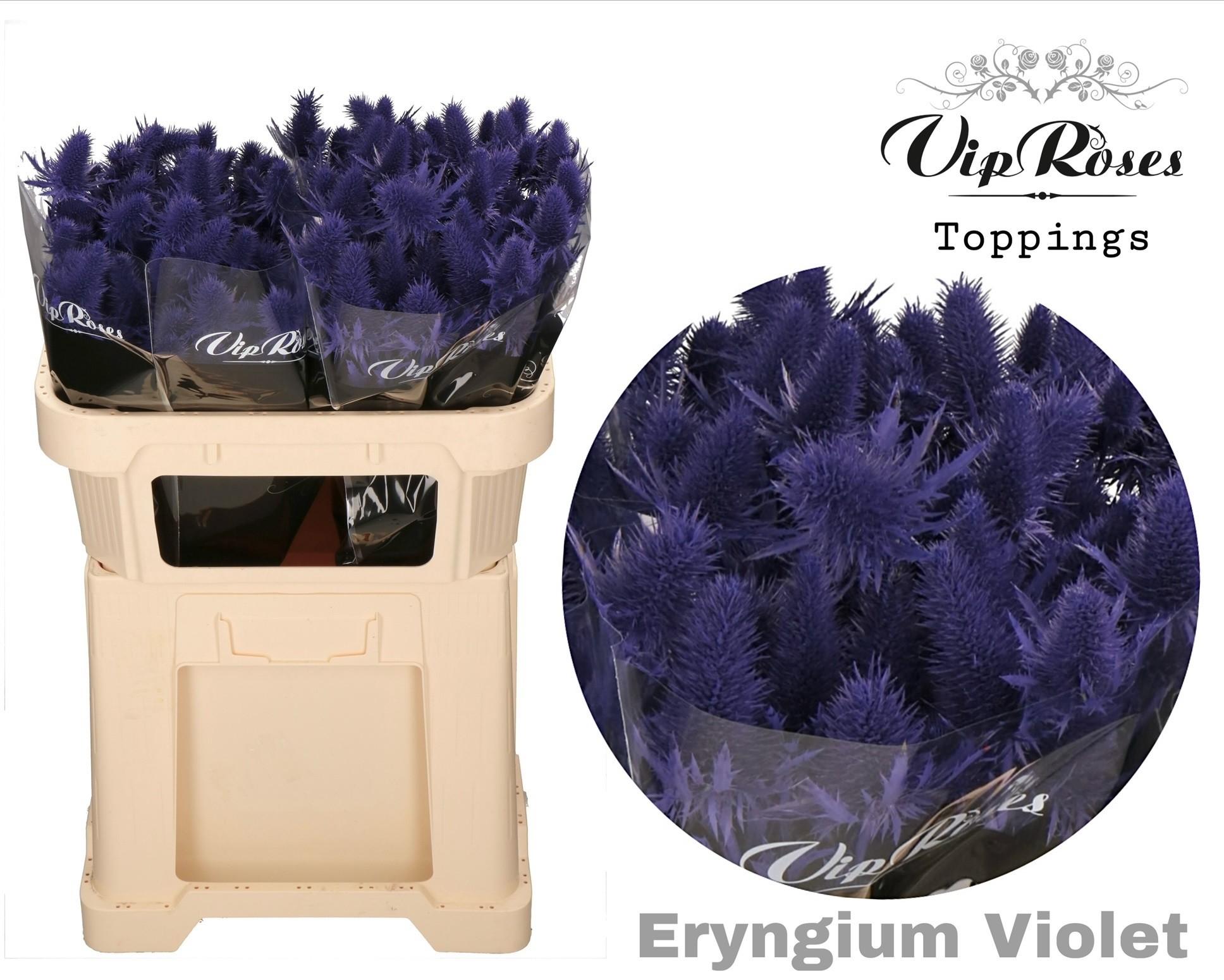 Срезанные цветы оптом Eryngium supernova paint violet от 20шт из Голландии с доставкой по России