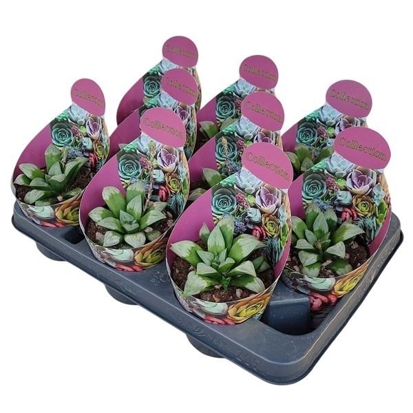 Горшечные цветы и растения оптом Haworthia Mutica Byakuya Potcover от 9шт из Голландии с доставкой по России