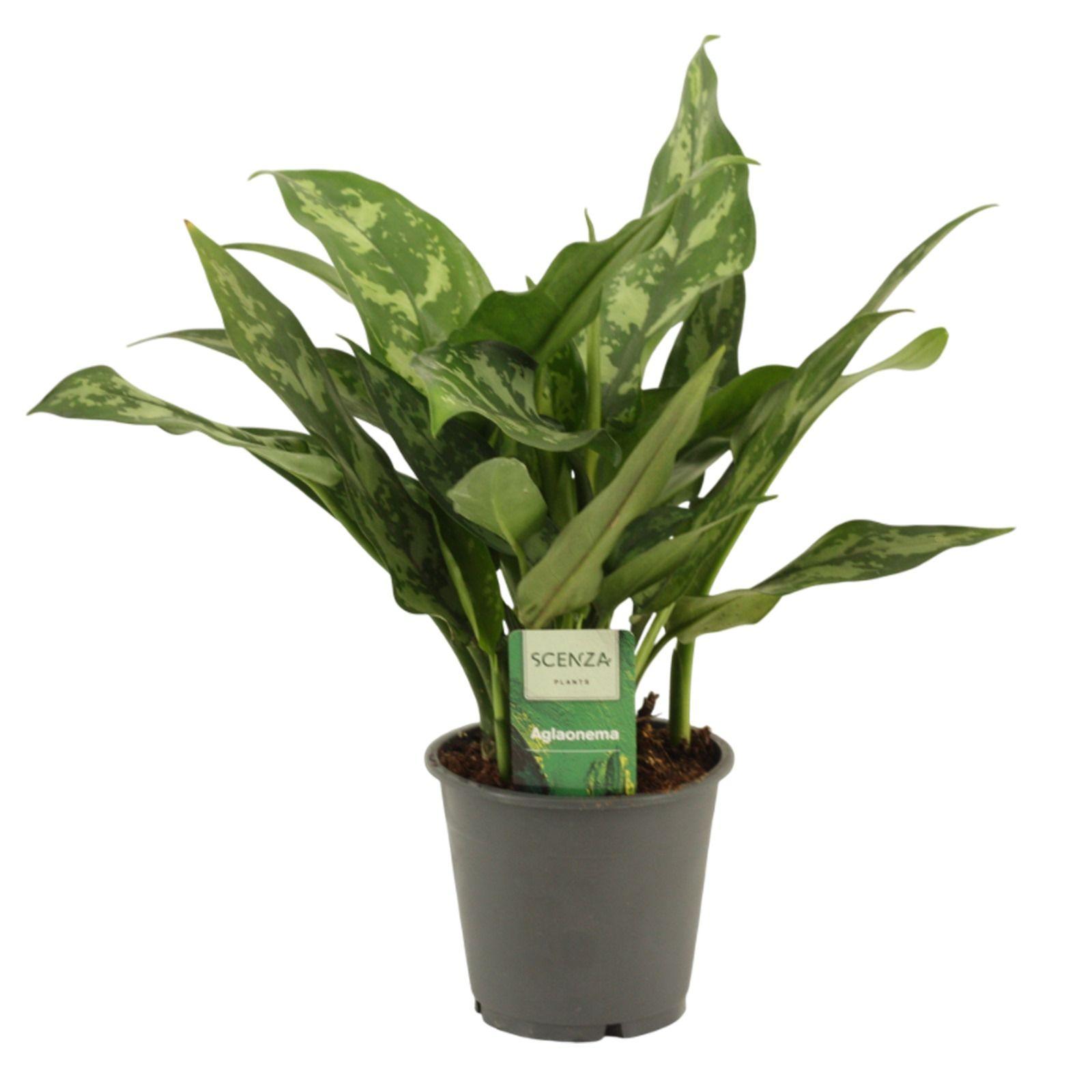 Горшечные цветы и растения оптом Aglaonema Maria от 10шт из Голландии с доставкой по России
