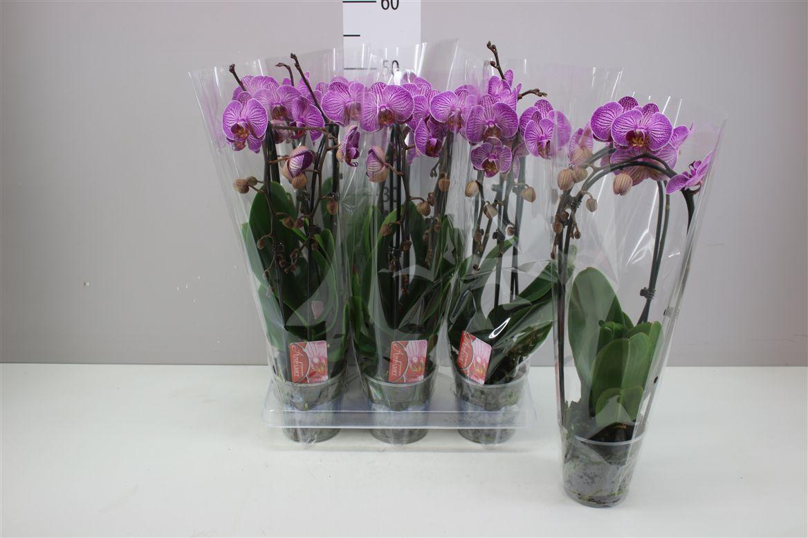 Горшечные цветы и растения оптом Phal Cascade Roze 2 Tak от 6шт из Голландии с доставкой по России