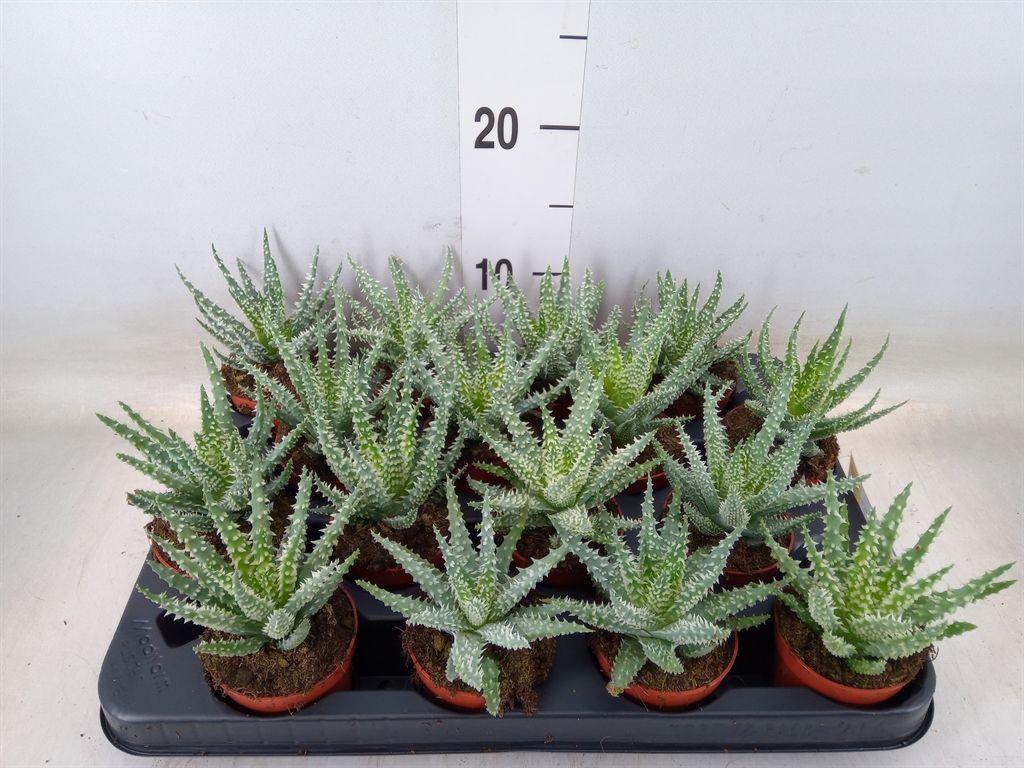 Горшечные цветы и растения оптом Aloe Humilis от 16шт (для телеги) из Голландии с доставкой по России