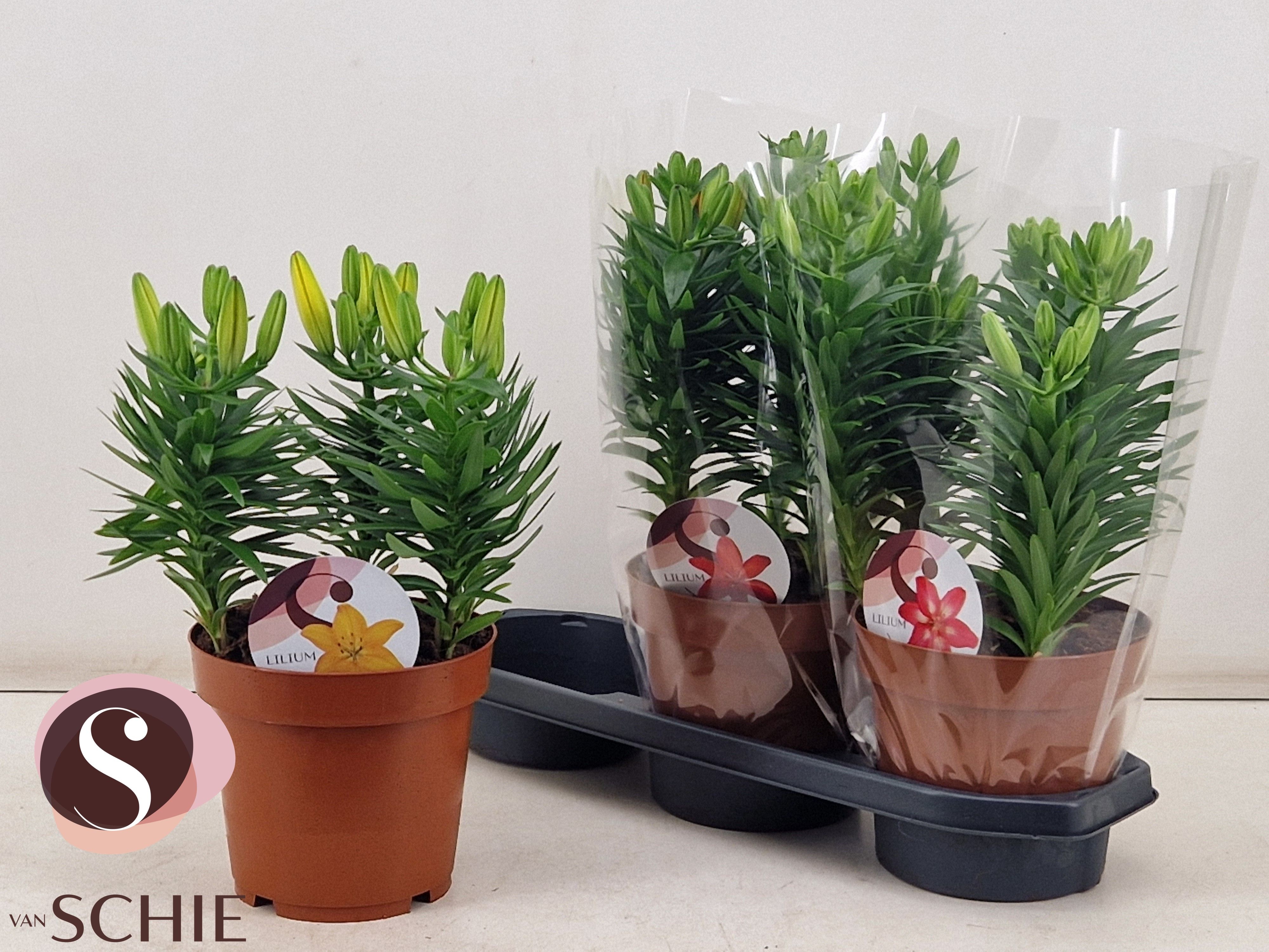 Горшечные цветы и растения оптом Lil As Gem от 3шт из Голландии с доставкой по России