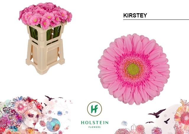 Срезанные цветы оптом Germini kirstey от 80шт. из Голландии с доставкой по России