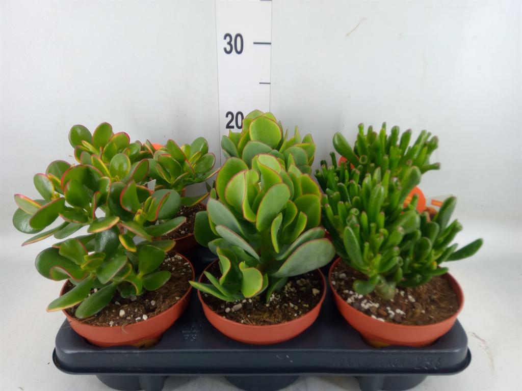 Горшечные цветы и растения оптом Crassula   ...mix от 6шт из Голландии с доставкой по России