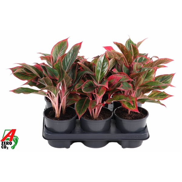 Горшечные цветы и растения оптом Aglaonema Siam Red Aurora от 6шт из Голландии с доставкой по России