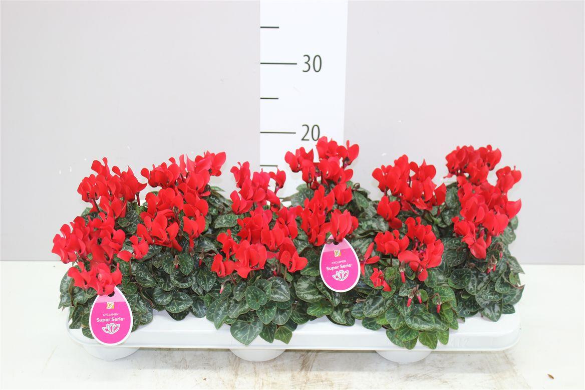 Горшечные цветы и растения оптом Cyclamen Kl Midori Rood от 12шт (для телеги) из Голландии с доставкой по России