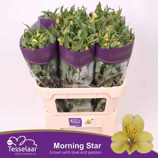 Срезанные цветы оптом Alstroemeria morning star от 50шт из Голландии с доставкой по России