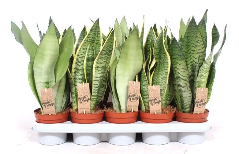 Горшечные цветы и растения оптом Sansevieria Mix от 10шт из Голландии с доставкой по России