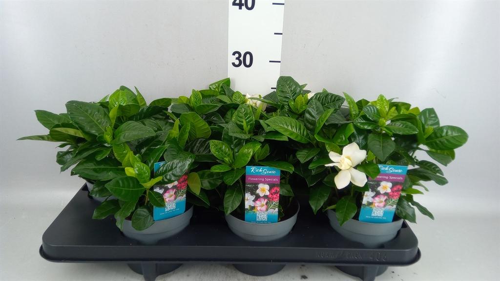 Горшечные цветы и растения оптом Gardenia Jasminoides от 6шт из Голландии с доставкой по России