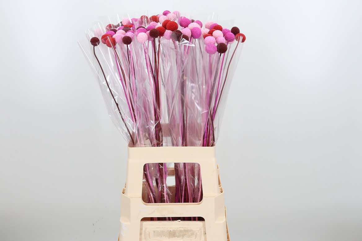 Срезанные цветы оптом Craspedia paint mix valentine от 100шт из Голландии с доставкой по России