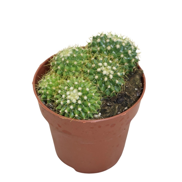 Горшечные цветы и растения оптом Mammillaria Marksiana от 18шт (для телеги) из Голландии с доставкой по России