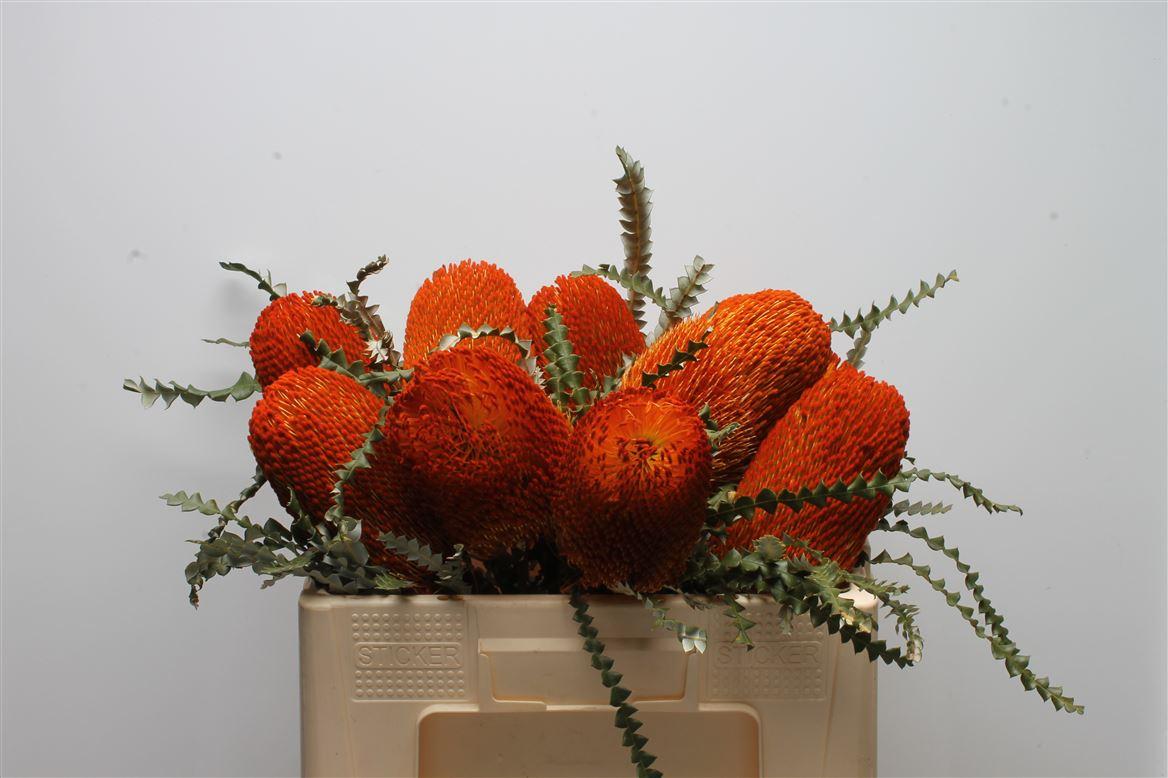 Срезанные цветы оптом Banksia paint prionotes orange от 2шт из Голландии с доставкой по России