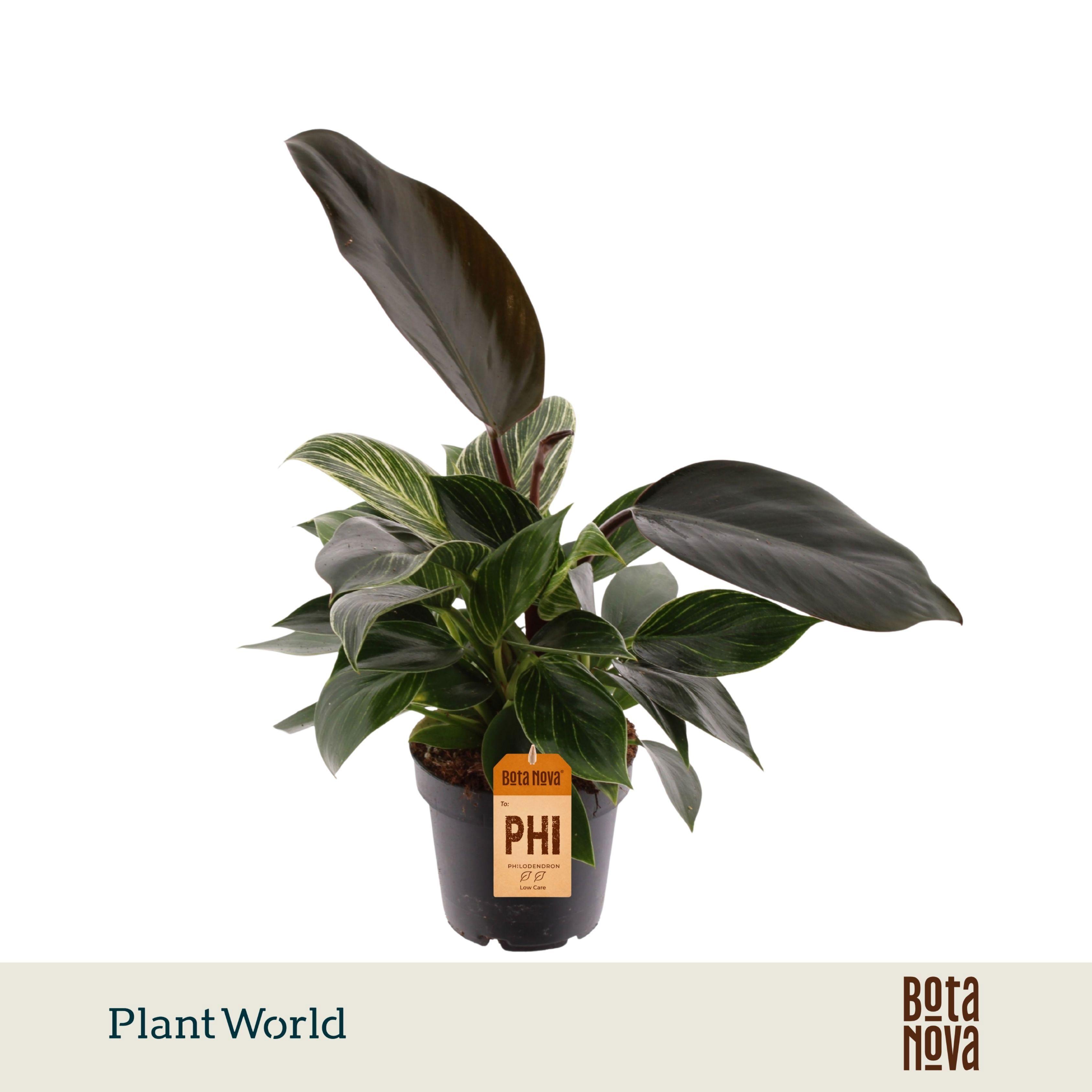 Горшечные цветы и растения оптом Philodendron Maximus от 7шт из Голландии с доставкой по России