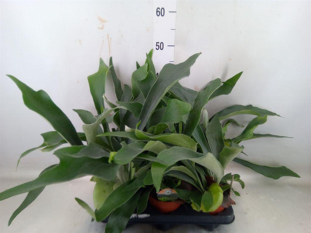 Горшечные цветы и растения оптом Platycerium Bifurc. от 6шт из Голландии с доставкой по России