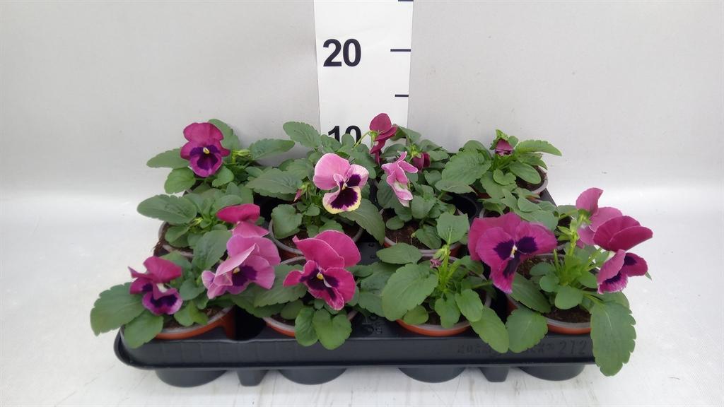 Горшечные цветы и растения оптом Viola Wr. delta Rose Surprise от 12шт (для телеги) из Голландии с доставкой по России