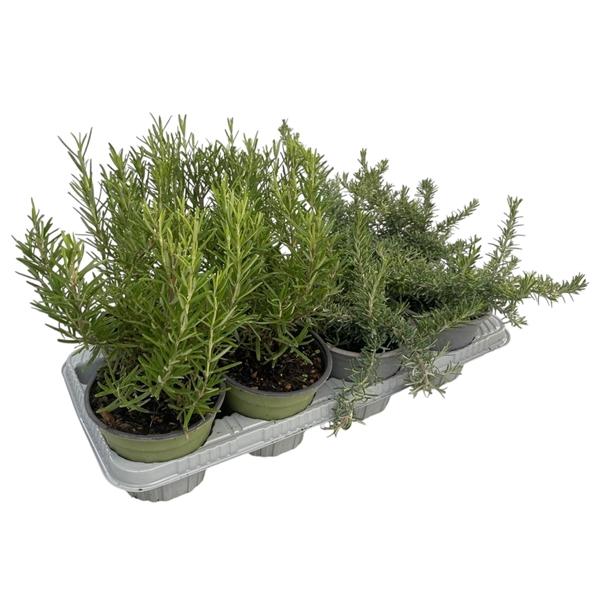 Горшечные цветы и растения оптом Rosmarinus Mix от 8шт из Голландии с доставкой по России